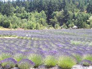 Pelindaba Lavender Fields on San Juan Island